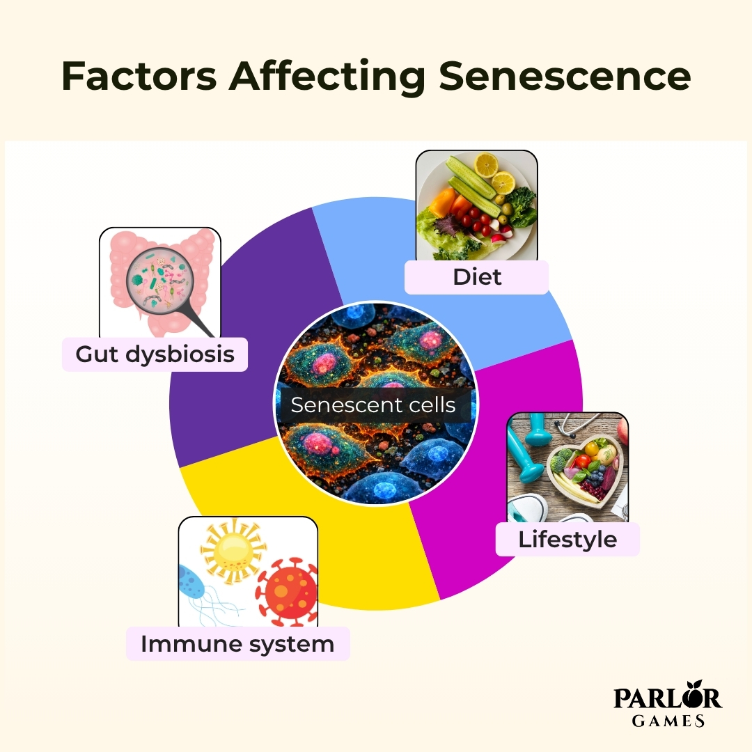 Picture of Text with text Factors Affecting Senescence Diet Gut dysbiosis Senescent cells Lifestyle ...