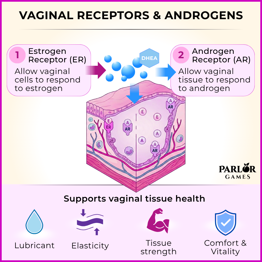 Picture of Paper with text VAGINAL RECEPTORS & ANDROGENS Estrogen Androgen 1 2 DHEA Receptor (ER) Re...